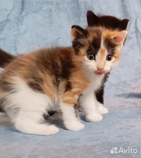 Отдам котят