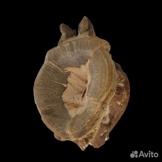 Позвонок королевской макрели / Окаменелости