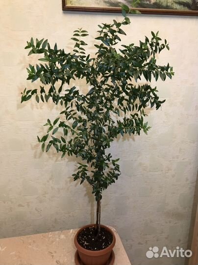 Миртовое дерево