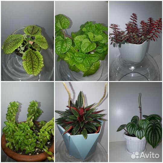 Пилеи и пеперомии