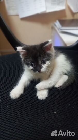 Котята отдам бесплатно