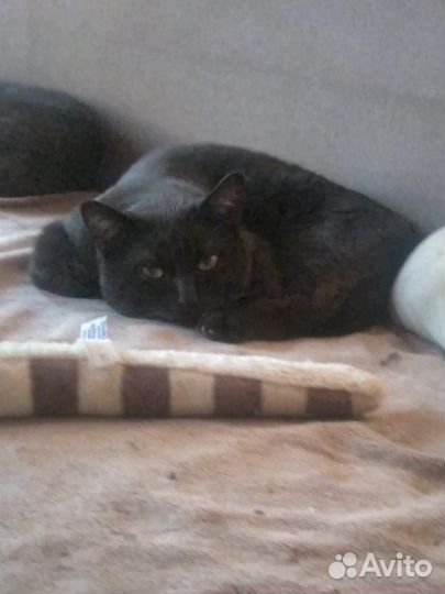 Кот