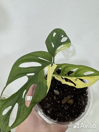 Монстера альба, елооу