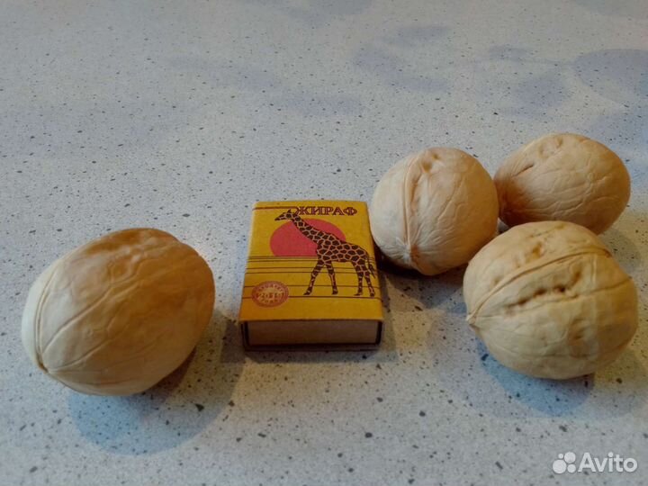 Грецкий орех саженцы