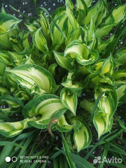 Цветы многолетки