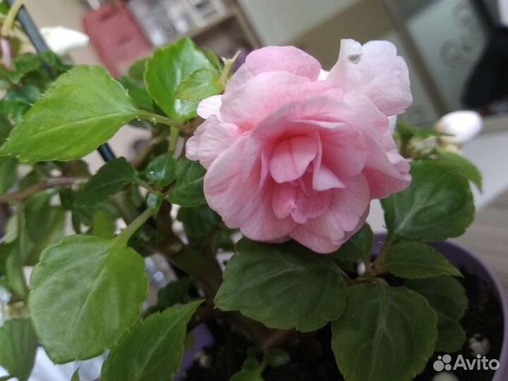 Комнатное растение бальзамин