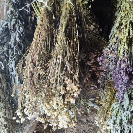 Веники и травы