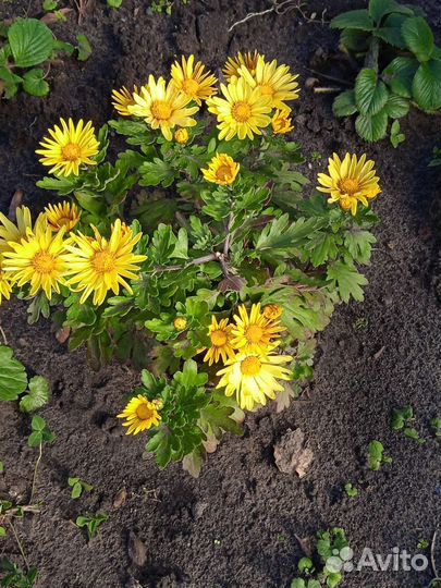 Хризантема