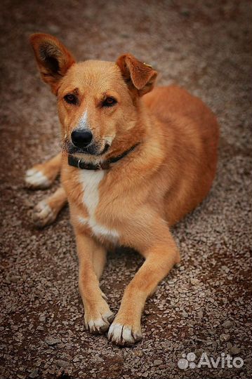 Собака Роб в добрые руки