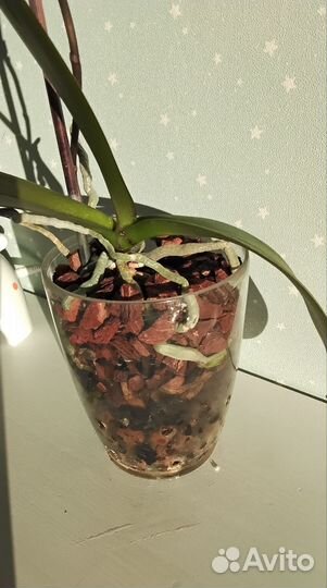 Орхидея фаленопсис Шампань