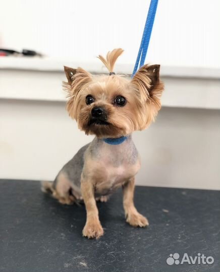 Стрижка собак Йорков - Собак Мелких пород на дому