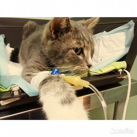 Вызов Ветеринара на дом. Ветеринарный врач