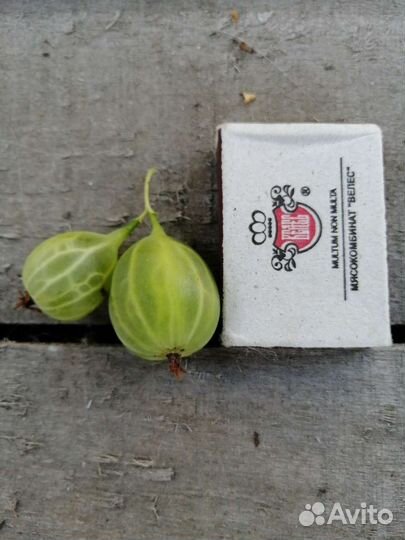 Саженцы вишни, барбариса