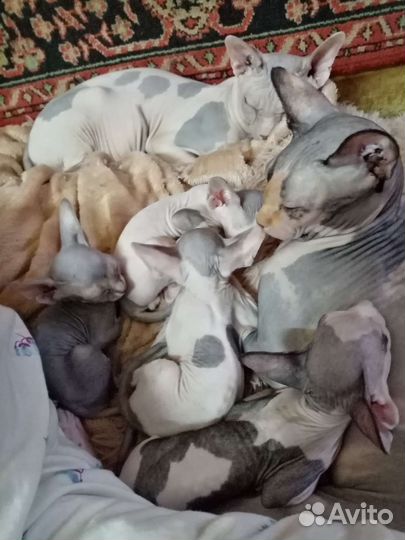 Канадский сфинкс котенок