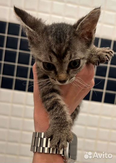 Котята в дар