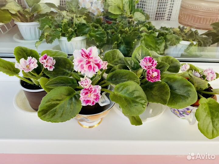 Фиалка сортовая 