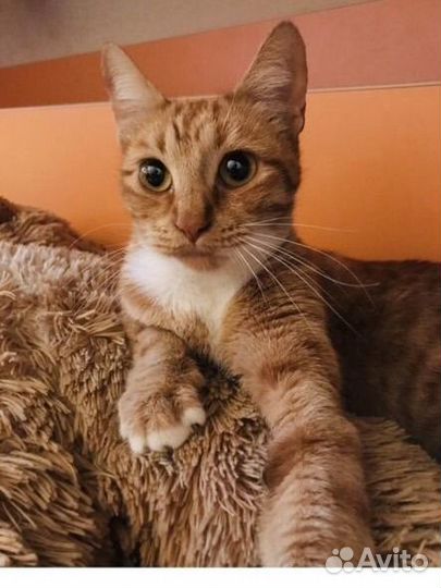 Кошка бесплатно в добрые руки