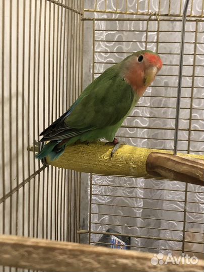 Птенец попугаев-неразлучников