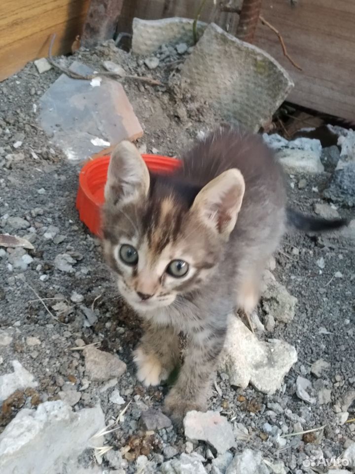 Котята в добрые руки бесплатно