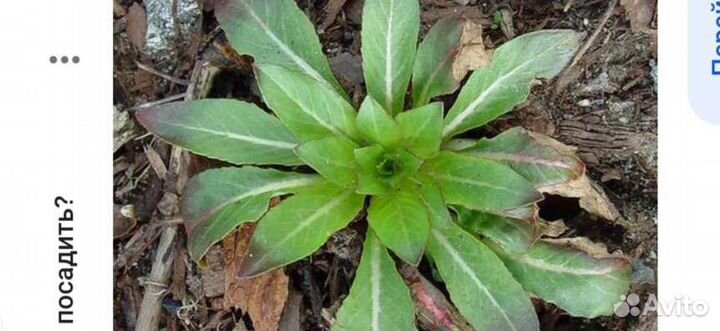 Энотера многолетняя