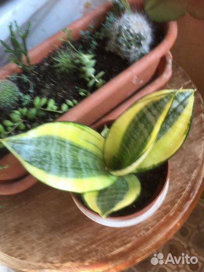 Кактусы и другие цветы