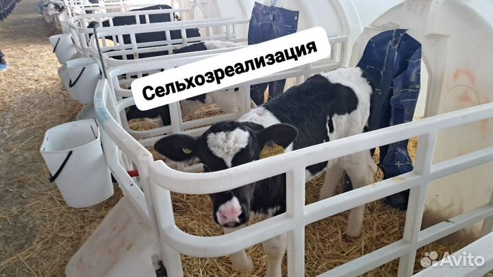 Бычки холмогоры И симменталы