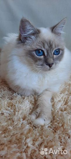 Кошечка редкой породы