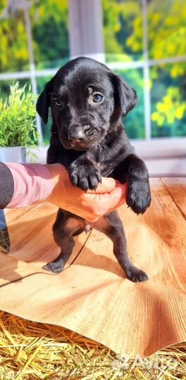 Собака в добрые руки щенок