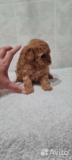 Мальтипу micro