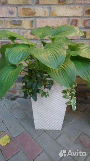 Хоста «Королевская»