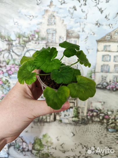 Пеларгония