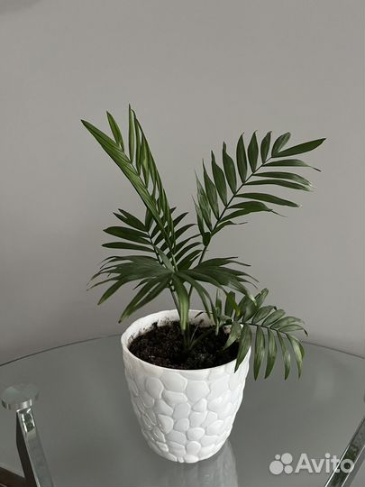 Пальма хамедорея