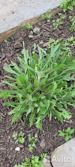 Ромашки гайлардия