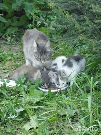 Котята в добрые руки