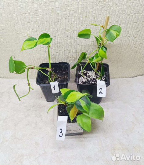 Филодендрон Сканденс