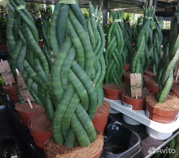 Хамедорея элеганс