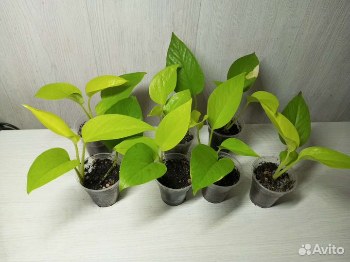 Эпипремнум, сциндапсус, филодендрон