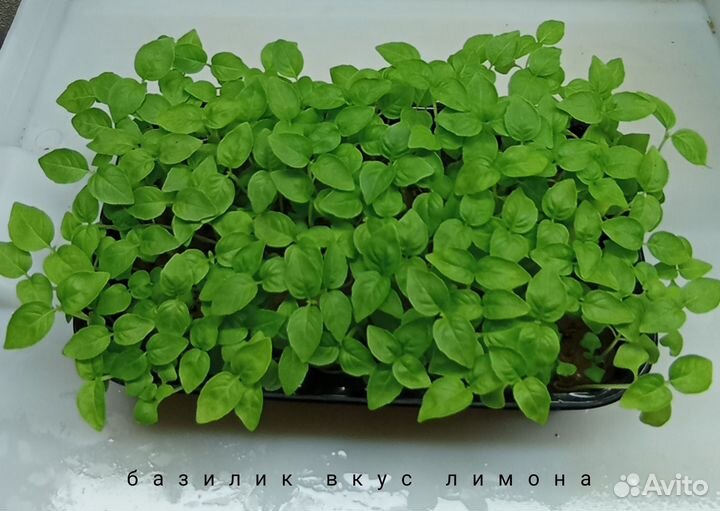 Микрозелень