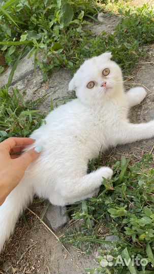 Отдам кошечку