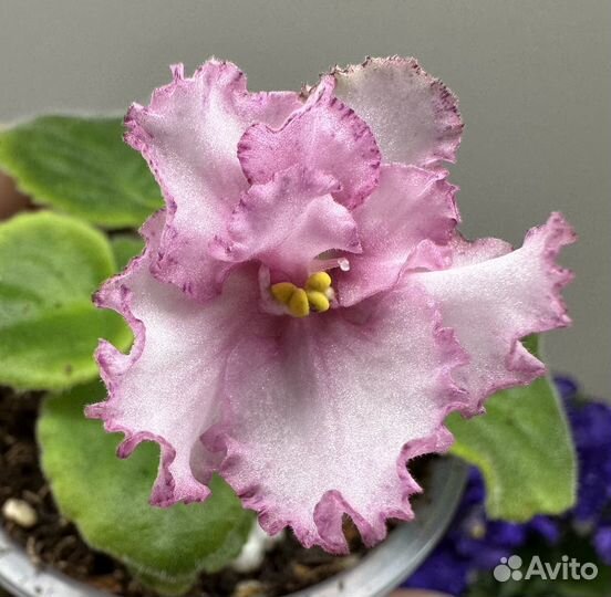 Фиалка сорт ав-Земляника