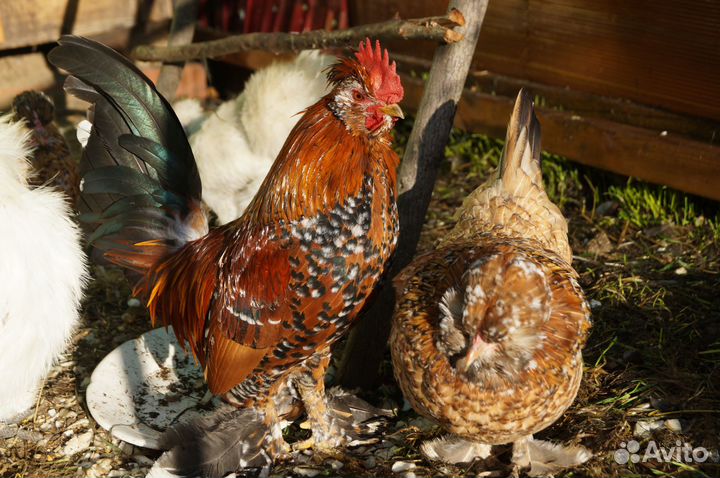 Семья Атайские бентамки 2+1