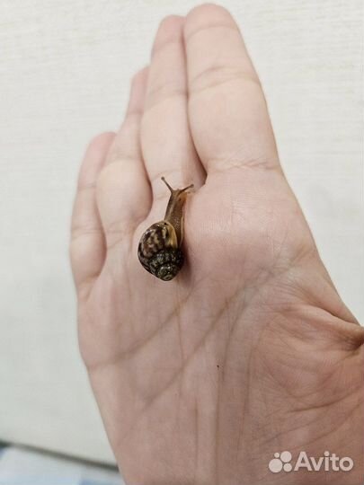 Улитки ахатины маленькие