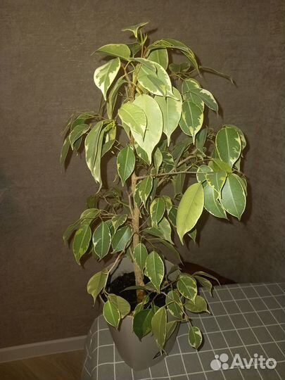 Фикус бенджамина
