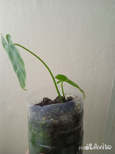 Филодендрон Бурле макс