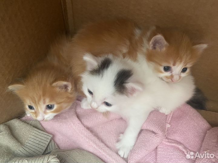 Котята отдам в добрые руки бесплатно