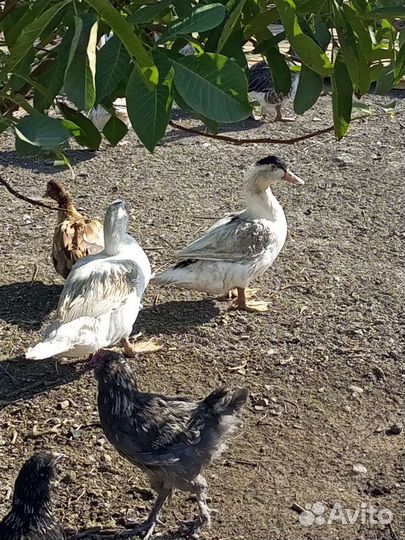 Мясо на заказ индоутки и утки муларды