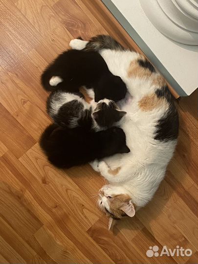 Котята (бесплатно)