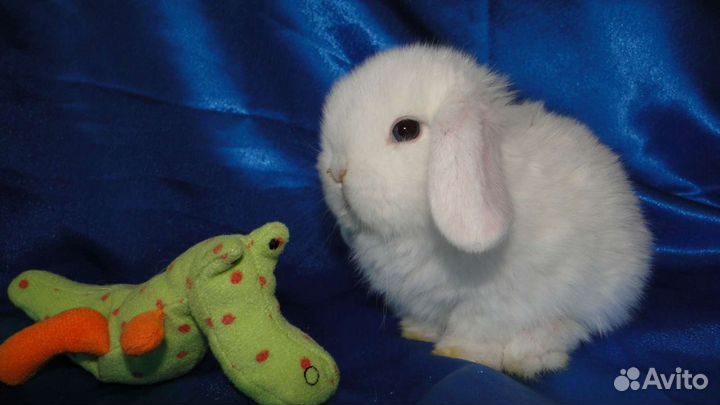 Самый маленький белоснежный крольчонок