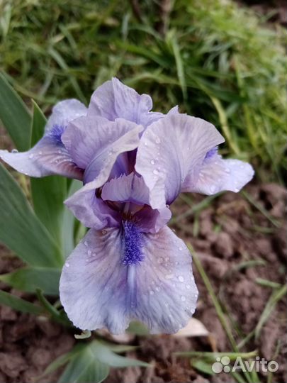 Ирисы карликовые