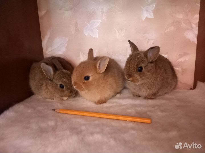 Карликовый кролик